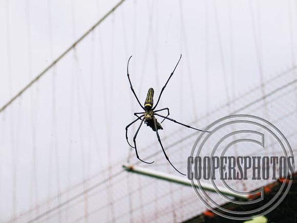Maolin Spider