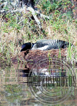 Loon on a Nest