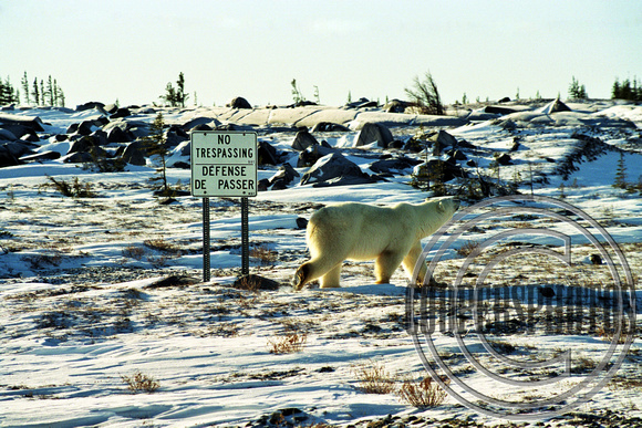Trespassing Polar Bear