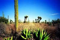 Natural Cactus Garden