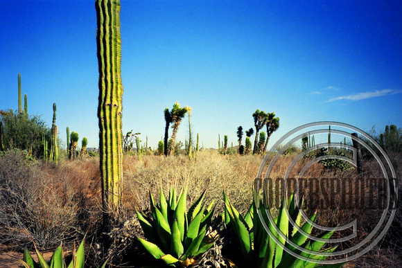 Natural Cactus Garden