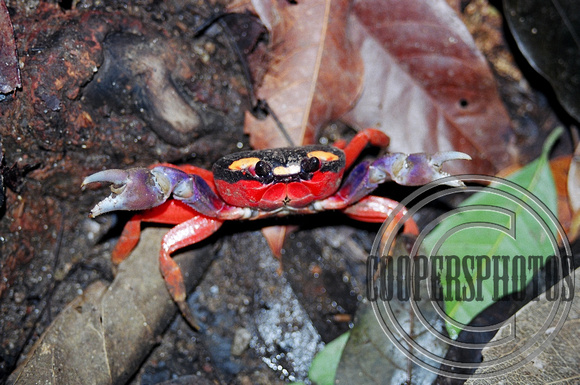 Costa Rican land crab