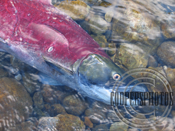 Adams River Sockeye Salmon