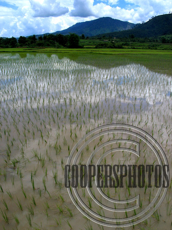 Rice Field Reflection