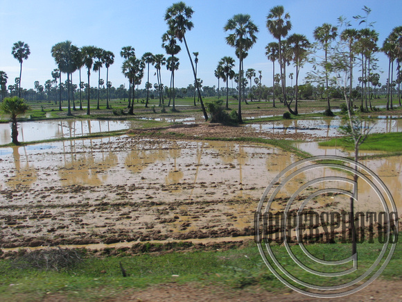 Muddy Rice Fields