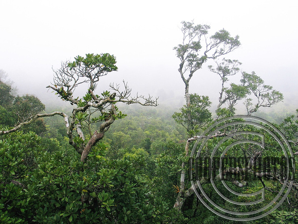 Misty Bokor Trees
