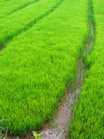 Vibrant Green Rice Field