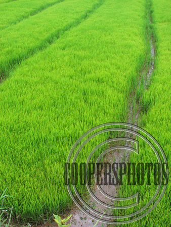 Vibrant Green Rice Field