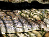 Fenced Crocodile