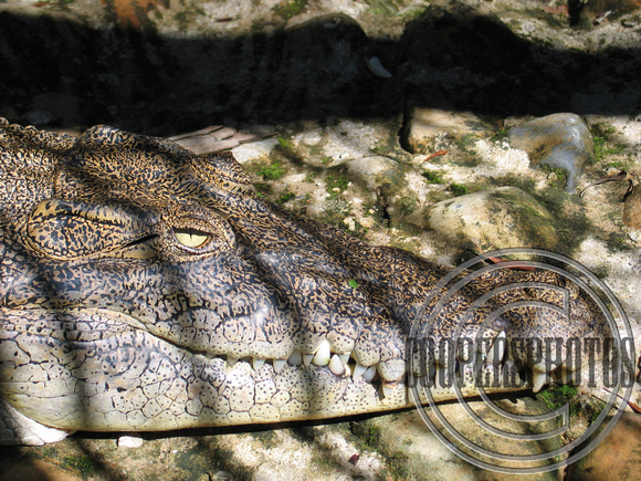 Fenced Crocodile