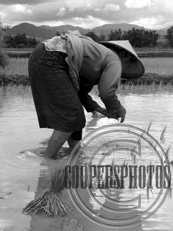 B&W Laos Rice Planting