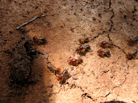 Khmer Termites