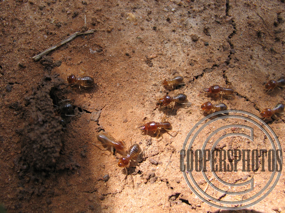 Khmer Termites