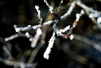 Hoar Frost on Willows