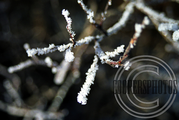 Hoar Frost on Willows