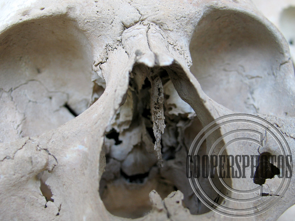 Human Skull Detail
