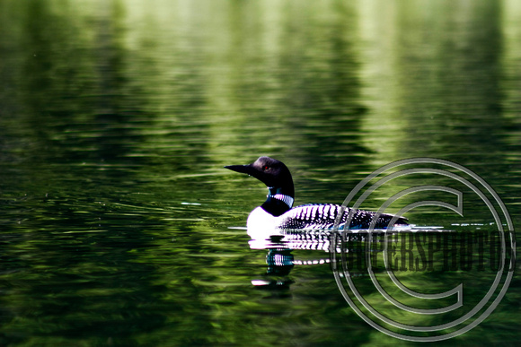 Inquisitive Common Loon